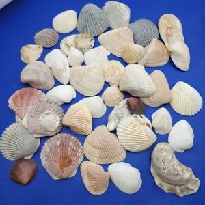 Seashells Lot‎ for Crafting Natural Specimen Ocean scallop sea shells ocean